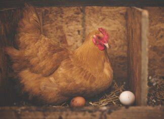 วิธีเลี้ยงไข่ไก่ที่บ้าน เลี้ยงง่ายไม่ยุ่งยาก